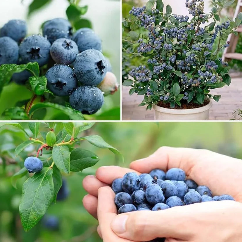 Giant Blueberry Fruit Seeds