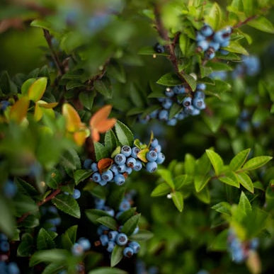 Giant Blueberry Fruit Seeds