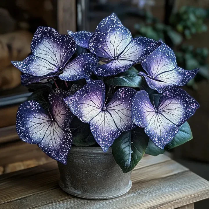 🌿 Rare Multicolor Hosta Seeds (Pack of 6 Color Seeds)