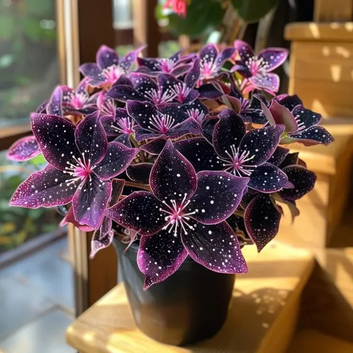 🌿 Rare Multicolor Hosta Seeds (Pack of 6 Color Seeds)
